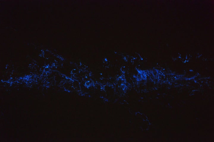 On the beach at Rannalhi, Maldivian island of the South Male Atoll. Bioluminescence is the production of light by a living or