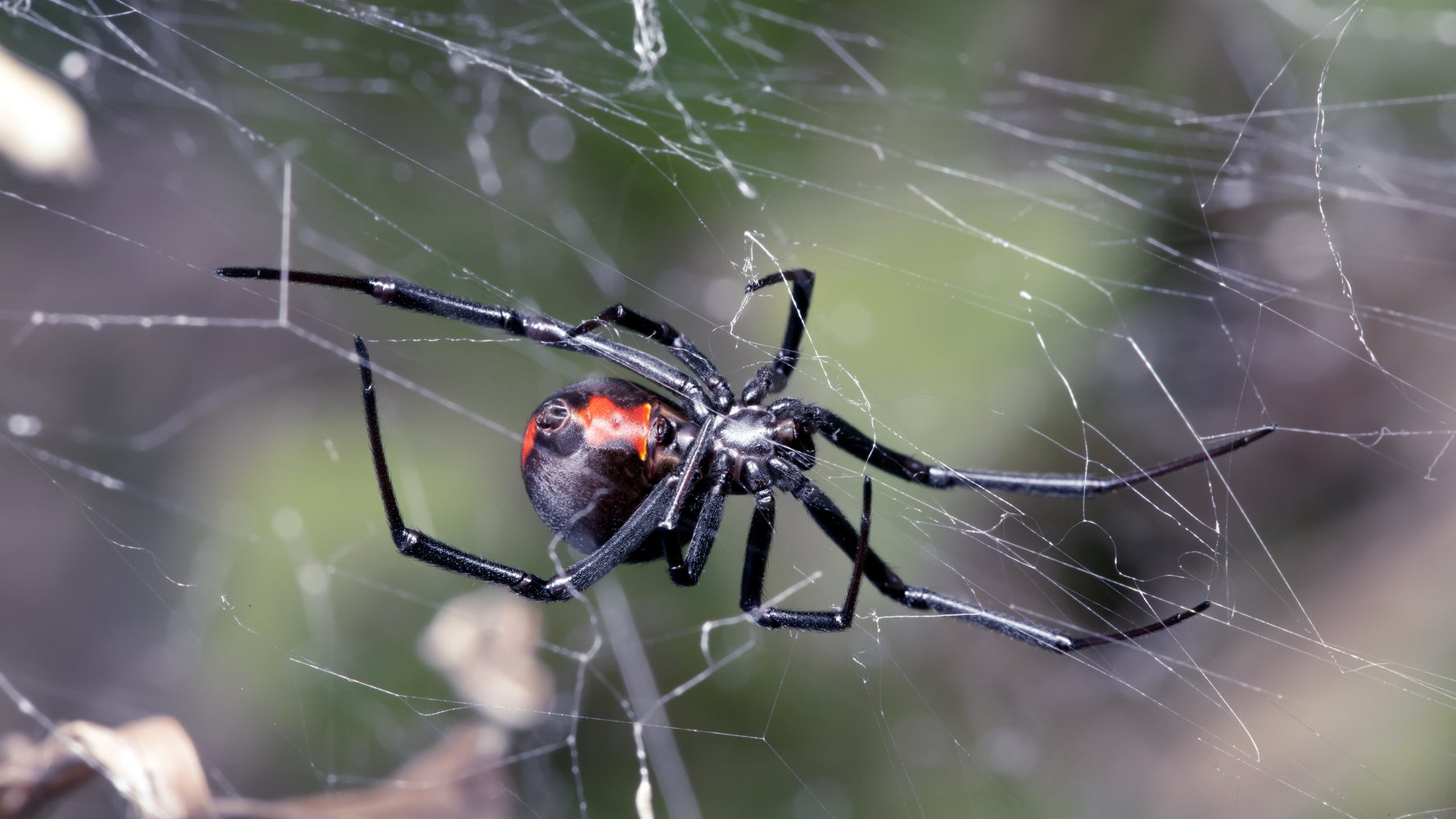 The Spider Web That Gets Stronger When It Touches Insects - The Atlantic