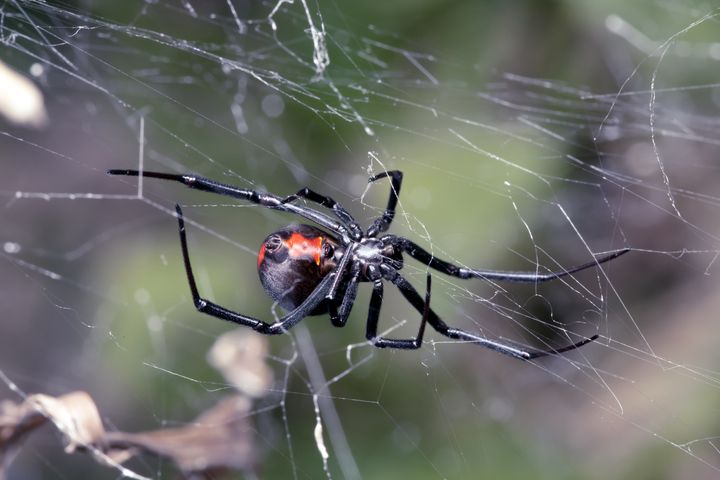 The Australian redback (shown here in a file photo) is a close relative of the black widow.