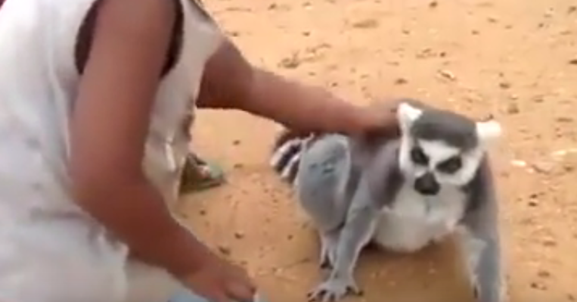 Don't Let This 'Cute' Video Fool You Lemurs Should Not Be Pets HuffPost