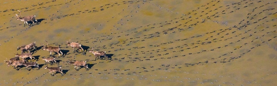 Photographer Art Wolfe has traversed the globe to follow wildlife migration patterns. Here, caribou leave tracks in the