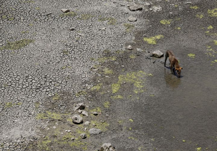 Water availability in the country's major reservoirs was at 23 percent of total storage capacity. A dog drinks water from a puddle next to cracked soil at the dried-up Manjara dam in Osmanabad, India.