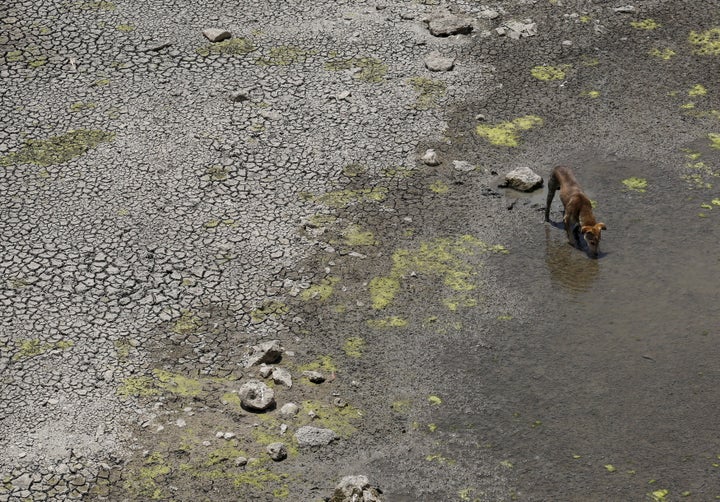Water availability in the country's major reservoirs was at 23 percent of total storage capacity. A dog drinks water from a p
