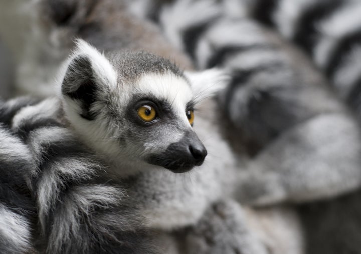 A recent viral video showed a ring-tailed lemur appearing to request a back scratch from human children, but conservation experts warn the video gives the wrong impression about the iconic critters.