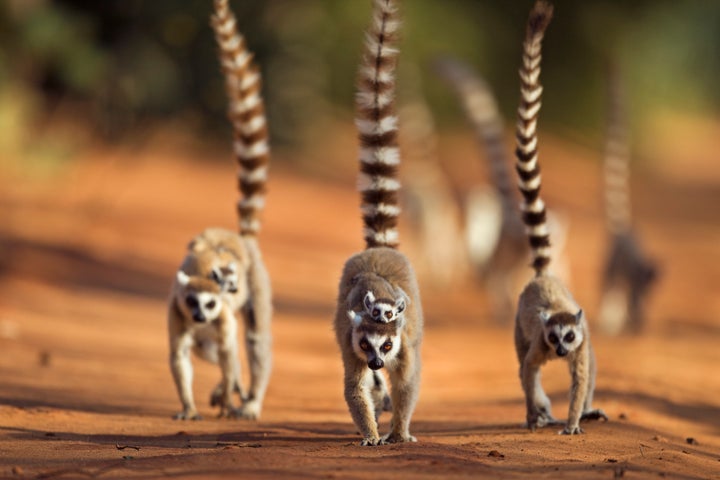 Lemurs are wild animals and are not suited to be kept as domestic pets, biologists say.