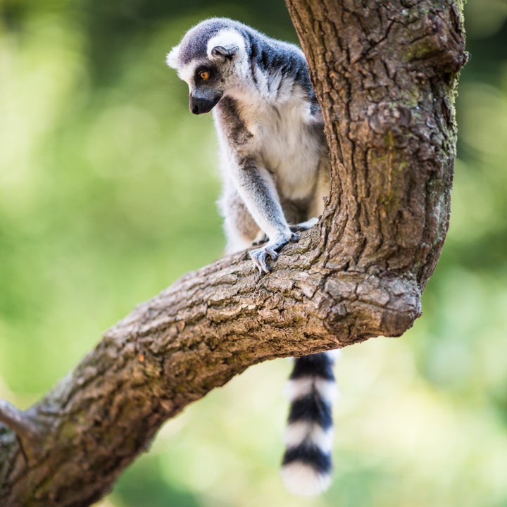 Though conservationists believe the pet trade is detrimental to wild lemur populations, the biggest threat to the animals is habitat loss.