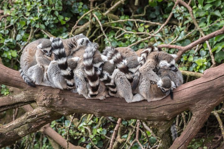 As social animals, lemurs need the company of other lemurs. Here ring-tailed lemurs are pictured sleeping in a group.