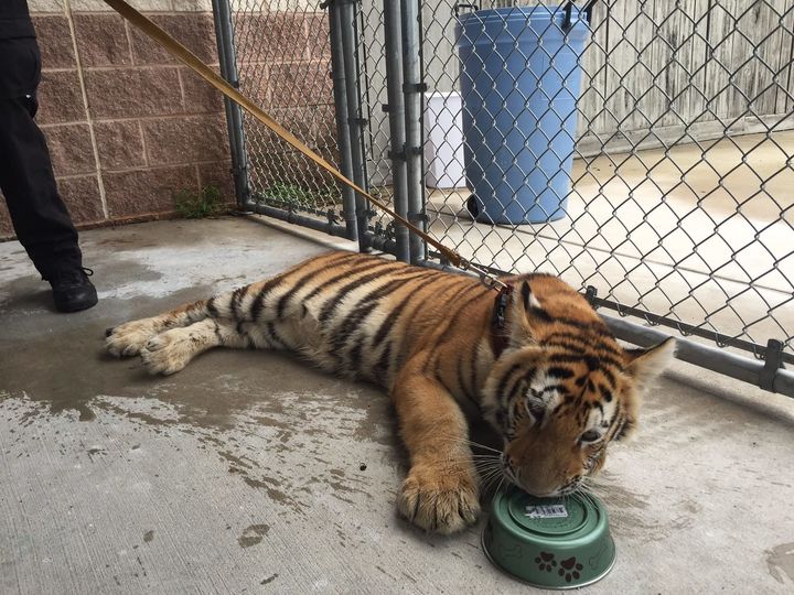 This female tiger was found wandering a city near Houston last week before an animal shelter took her in.