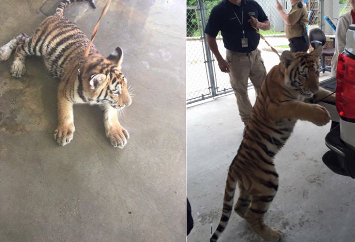 After someone broke into the animal shelter, the tiger was moved to an animal sanctuary on Wednesday, police said.