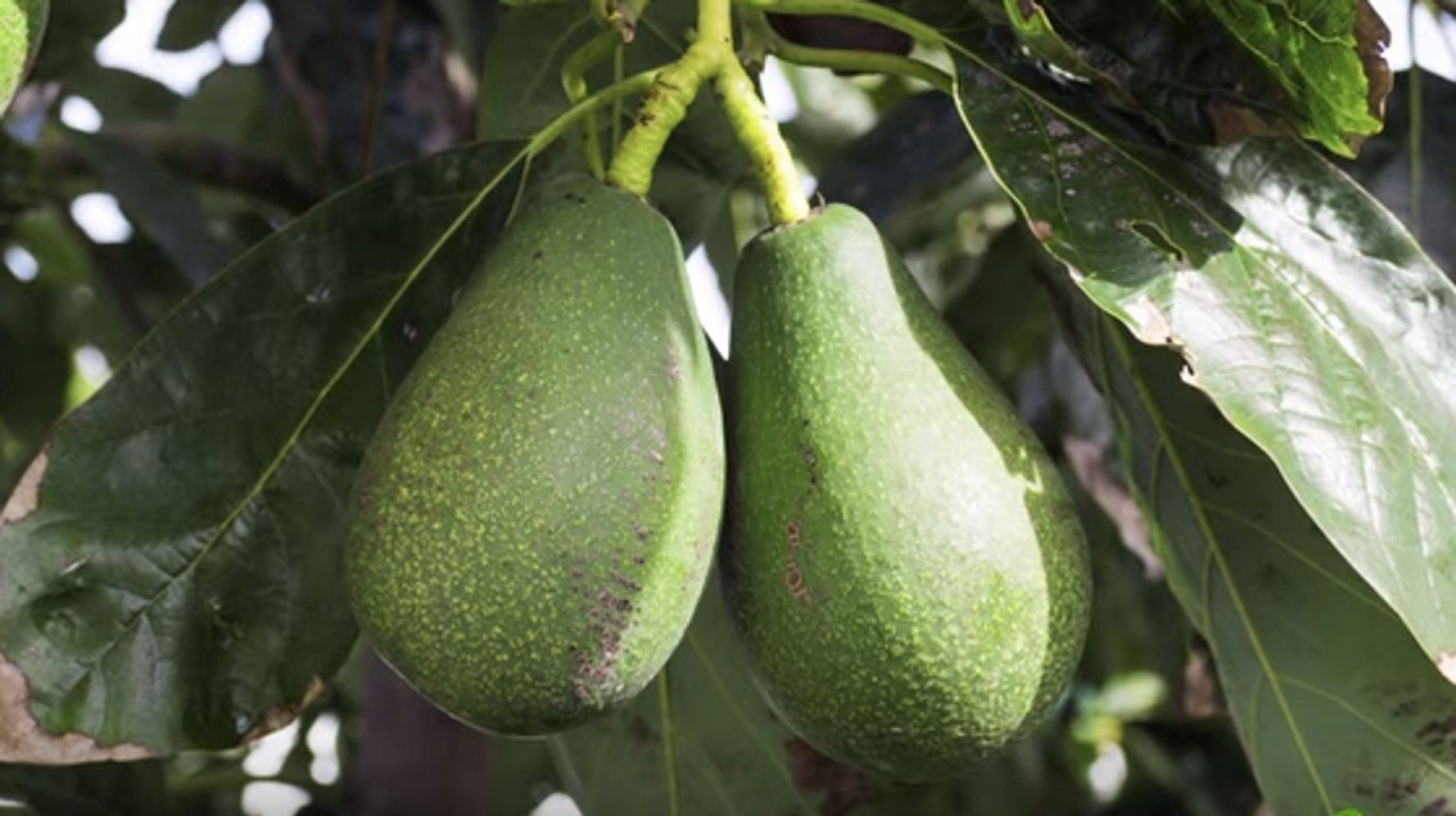 Avocados Are Named After Testicles And We Officially Know Nothing 7520