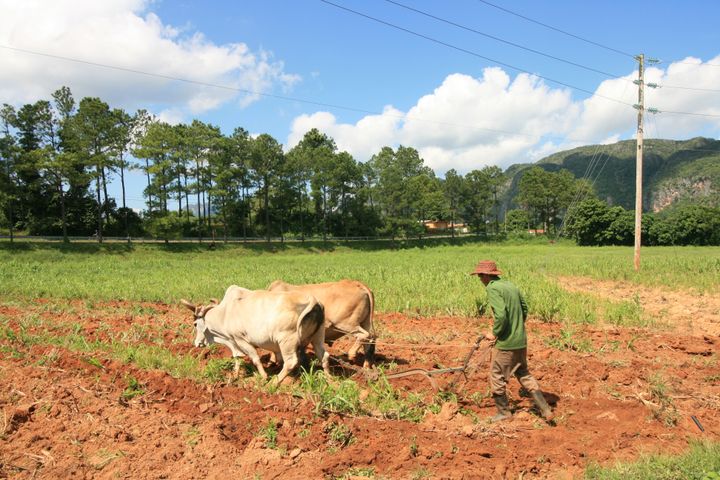 Cuban Farmer Plowing Land with CattlePinar del Río, Cuba