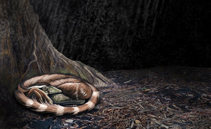 A duck-sized dinosaur, Mei long, curling up beside the roots of a tree.