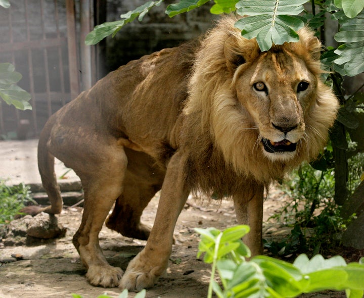 A lion who injured its hip during a performance at a circus.