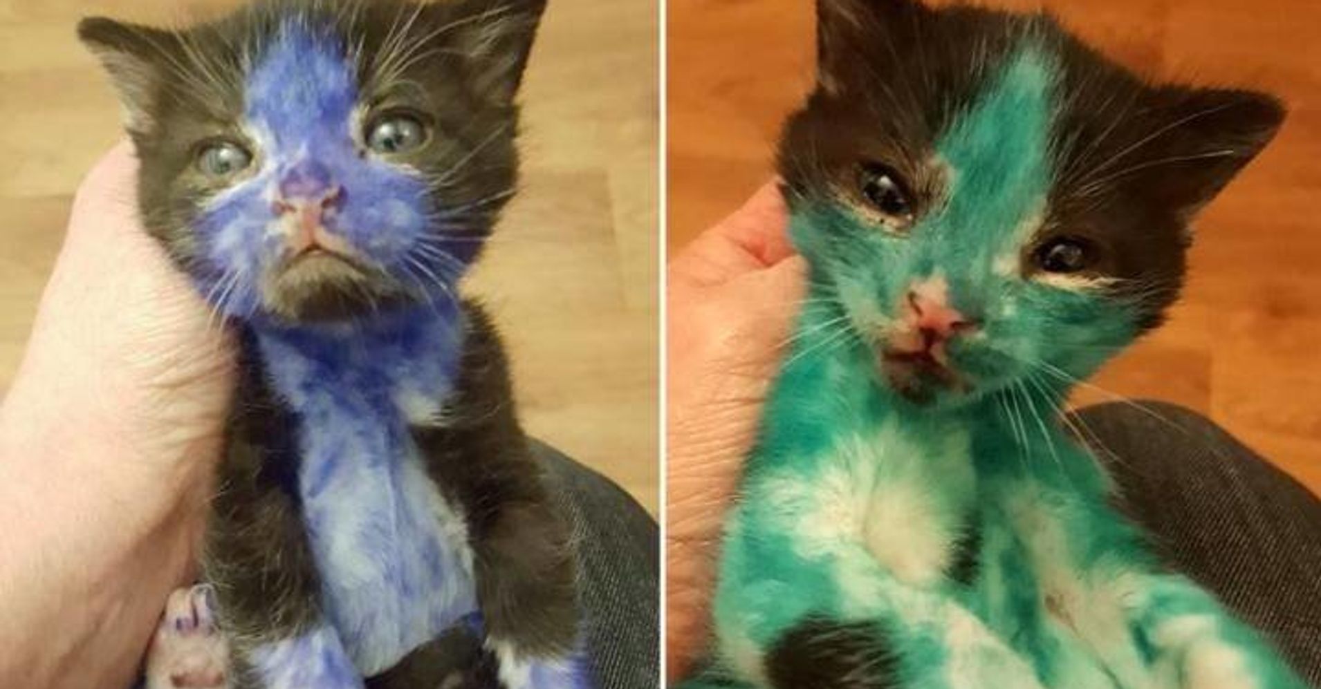 Kittens Found Covered In Ink May Have Been Bait  In Cruel 