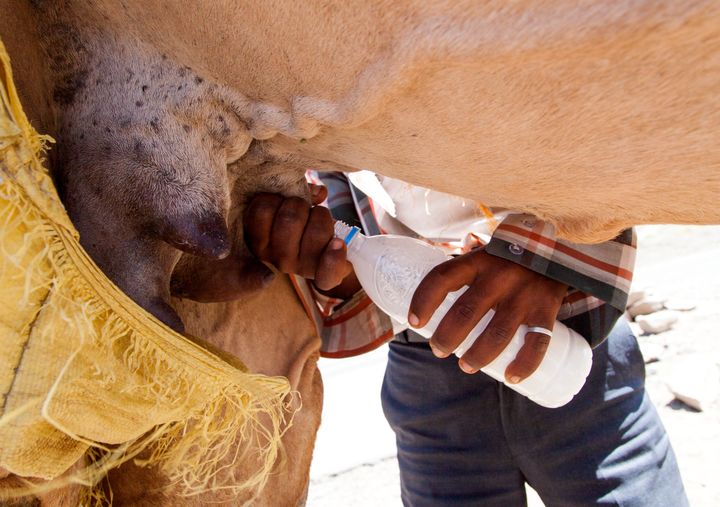 A camel gets milked in Yemen. 