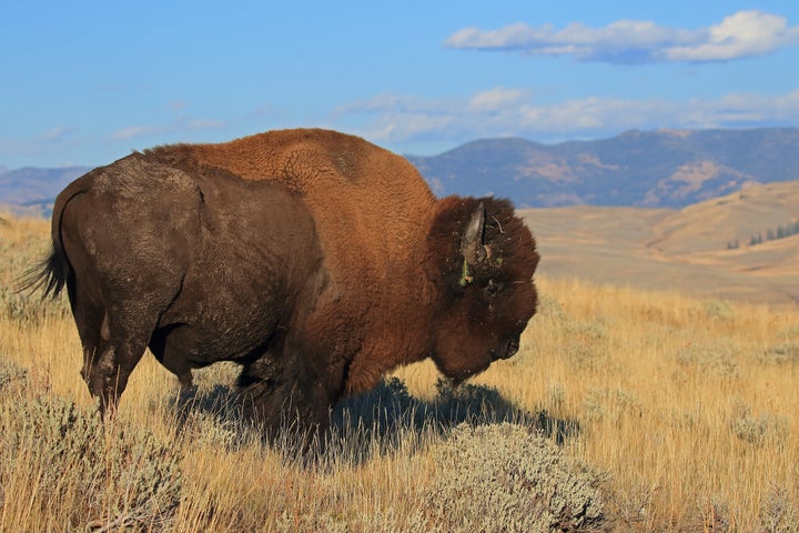 Location: Yellowstone National Park