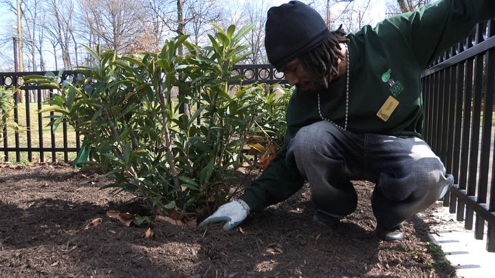 Michael Samuels tends to a plant in a Washington D.C. park as part of a job-training program for residents facing barriers to employment. He is featured in the documentary "City of Trees." 