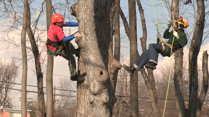 Michael Samuels and another Green Corps member scale a tree as they work to revitalize a park in Washington D.C.