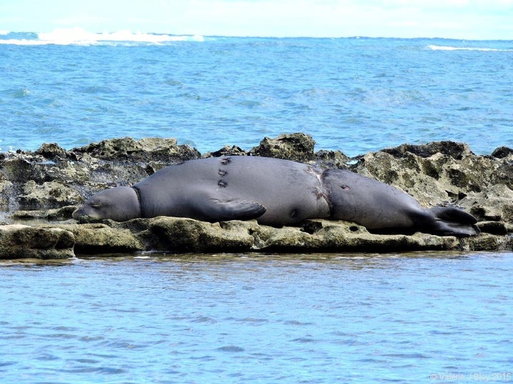 RK30's many battle scars can be seen in this photo as she lounges by the water. NOAA Permit 932-1905