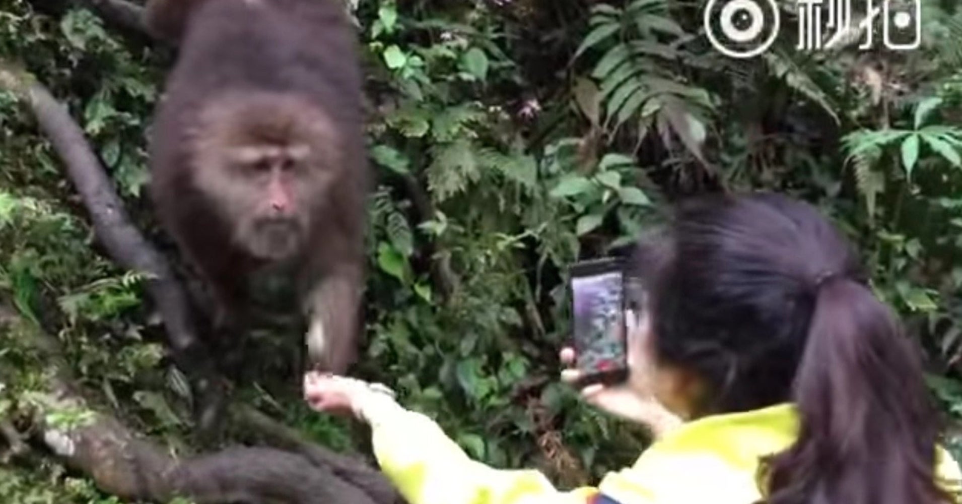 See This Monkey? This Monkey WILL Steal Your Phone HuffPost