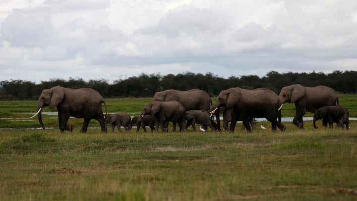 A family of elephants walks in Amboseli National Park, southeast of Nairobi.