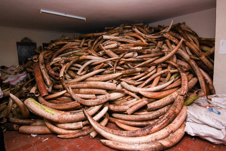 Tagged ivory that the Kenya Wildlife Service confiscated.