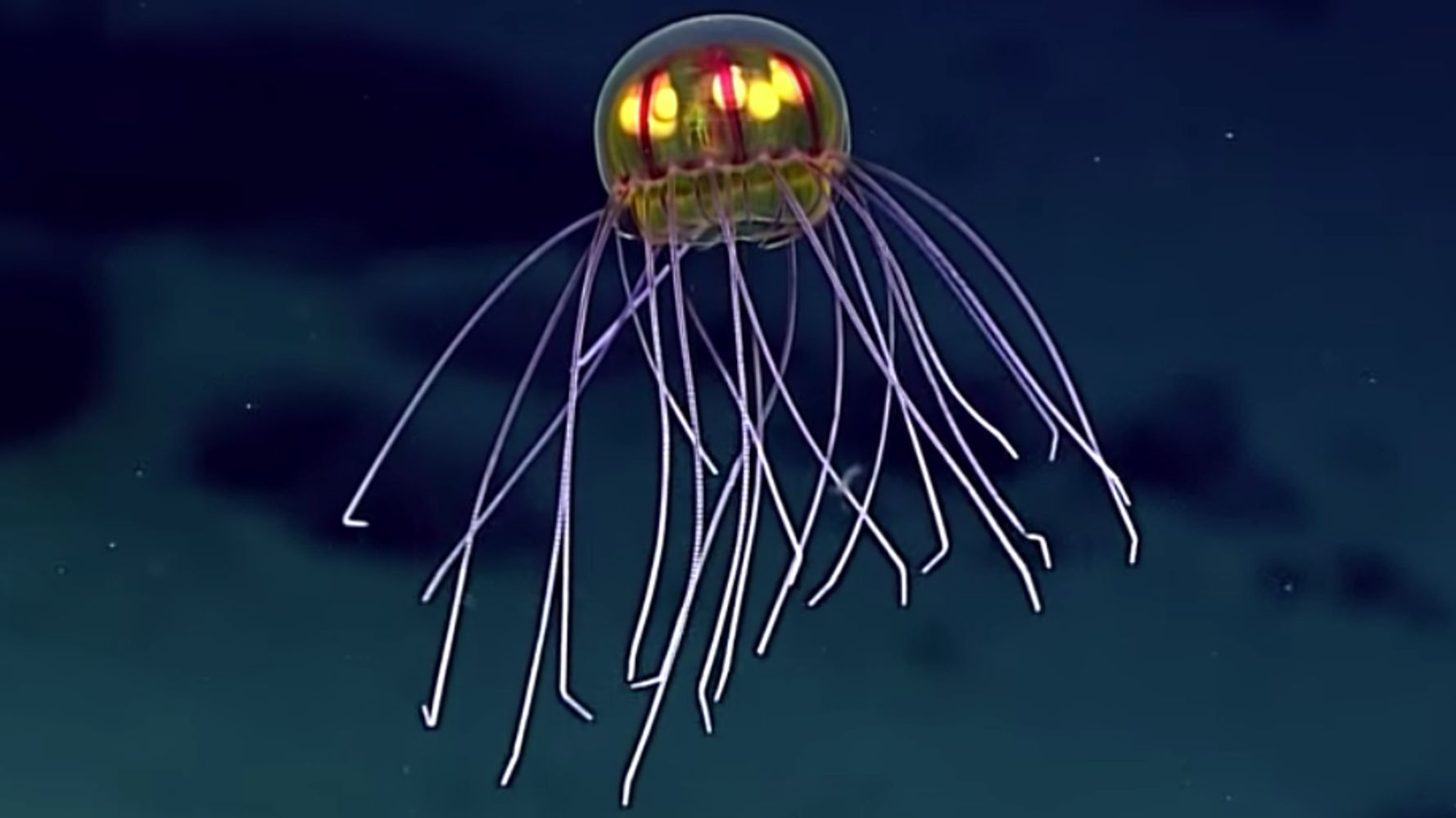 No, This Isn't A CGI Stunt. It's A Real Jellyfish. | HuffPost Impact