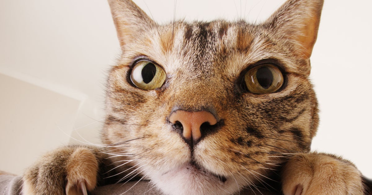 Why Do Cats Act So Weirdly? Ted Ed Video Explains All HuffPost UK Life