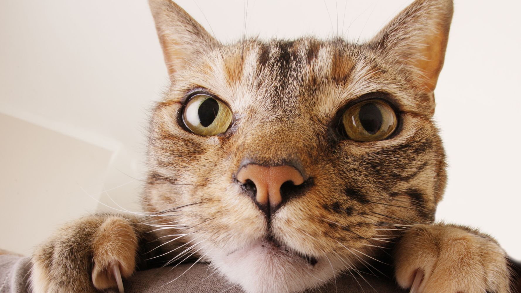 why-do-cats-act-so-weirdly-ted-ed-video-explains-all-huffpost-uk-life