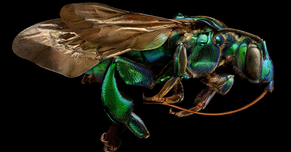 These Awe-Inspiring Photos Show Just How Beautiful Insects Can Be ...