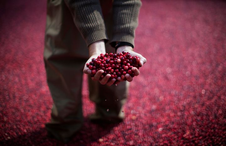 An employee of the Ocean Spray company holds cranberries as he stands in a pool of some 2,000 pounds of floating cranberries in 2014.