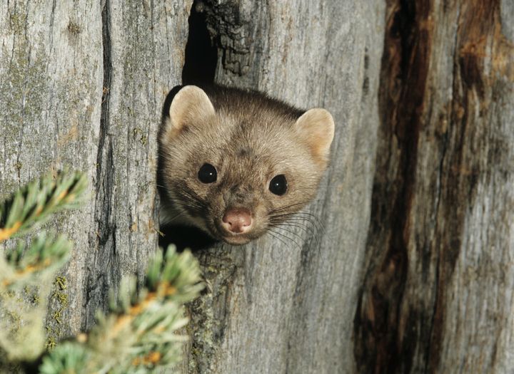 <strong>File picture of a weasel.</strong>
