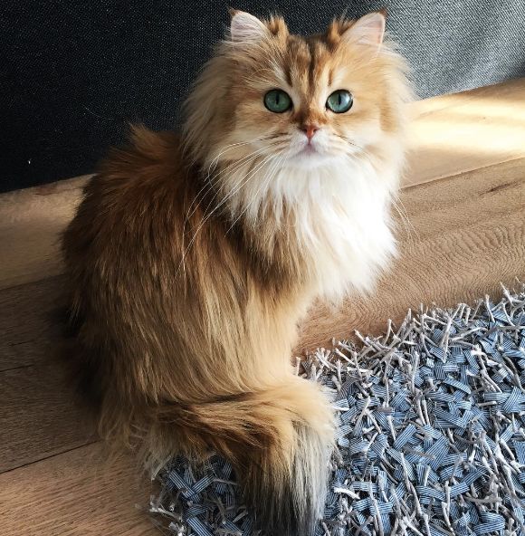 This May Be The Prettiest Cat In The World | HuffPost Good News