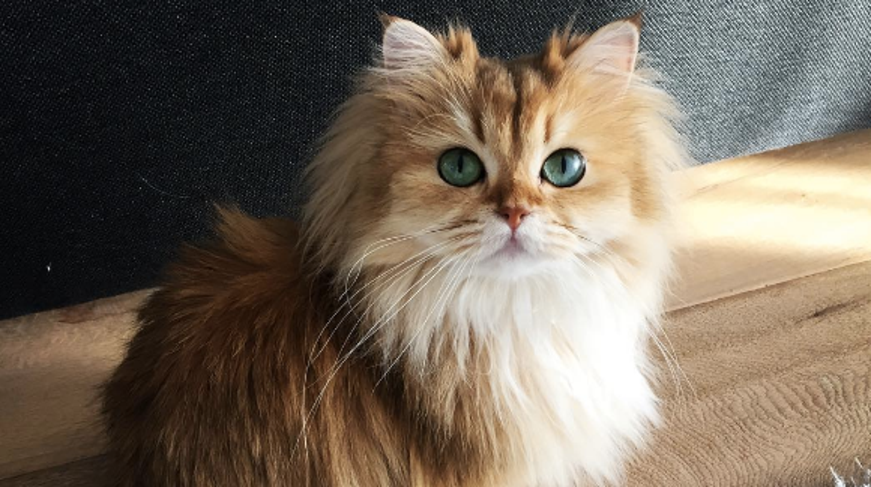 This May Be The Prettiest Cat In The World Huffpost