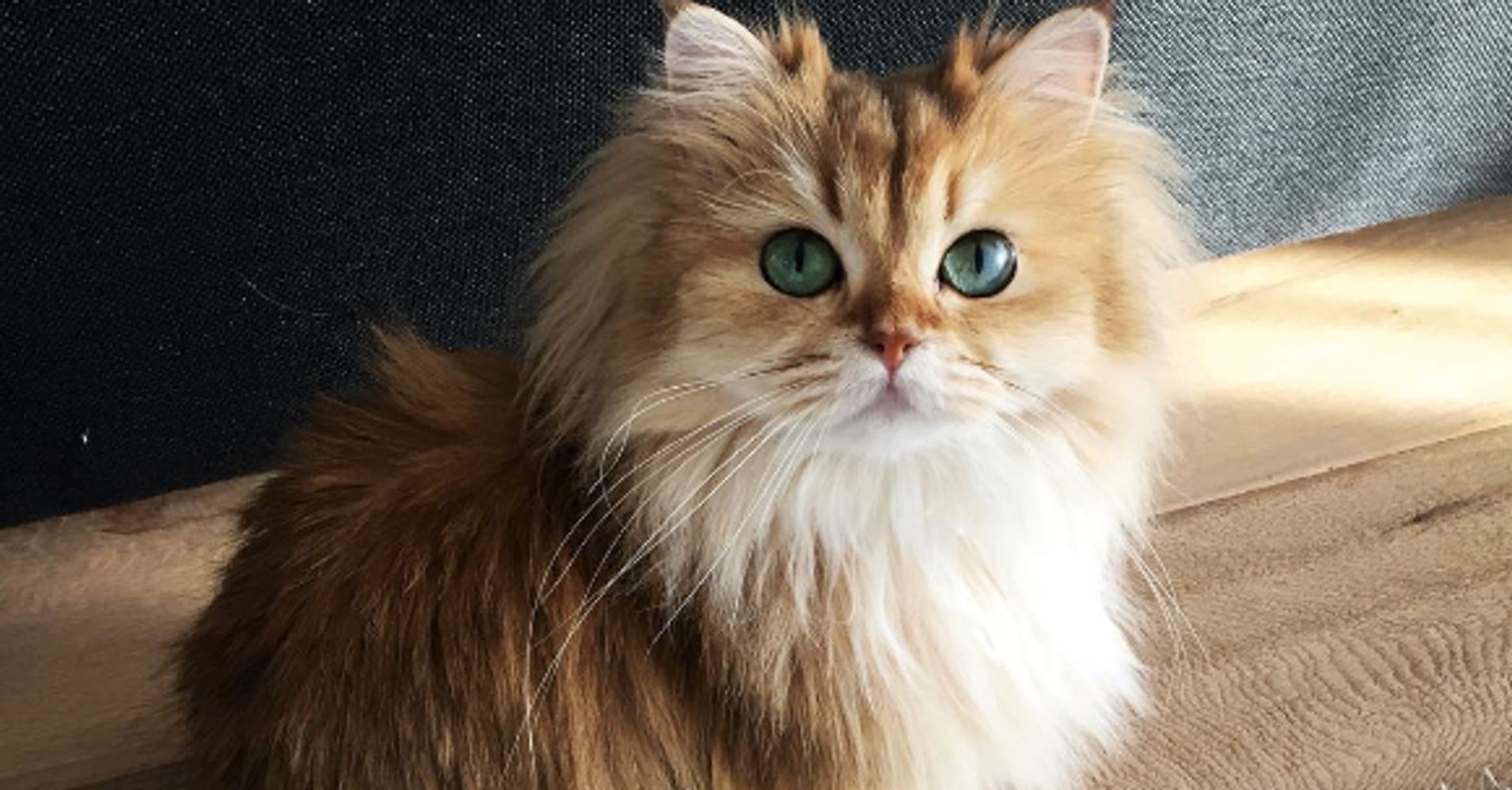 This May Be The Prettiest Cat In The World | HuffPost - 1910 x 998 jpeg 220kB