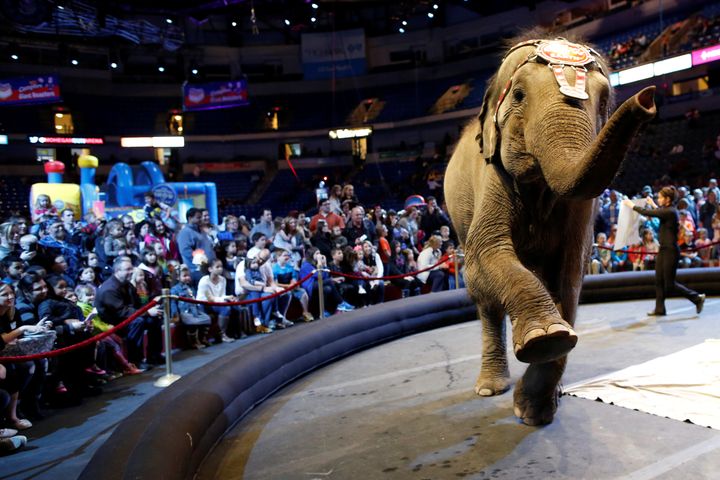 An elephant performs in the pre-show entertainment at Ringling Bros and Barnum & Bailey Circus' "Circus Extreme" show at the Mohegan Sun Arena at Casey Plaza in Wilkes-Barre, Pennsylvania, U.S., April 29, 2016