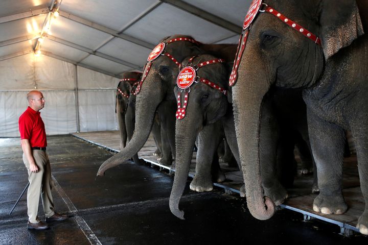 An elephant performs in the pre-show entertainment at Ringling Bros and Barnum & Bailey Circus' "Circus Extreme" show at the Mohegan Sun Arena at Casey Plaza in Wilkes-Barre, Pennsylvania, U.S., April 29, 2016