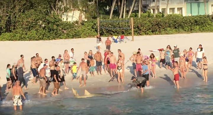 An endangered smalltooth sawfish was recently caught off Florida's coast, with video showcasing the breathtaking catch and release.