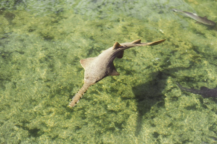 Smalltooth sawfish are endangered creatures. If accidentally caught, they must be promptly released unharmed, wildlife o