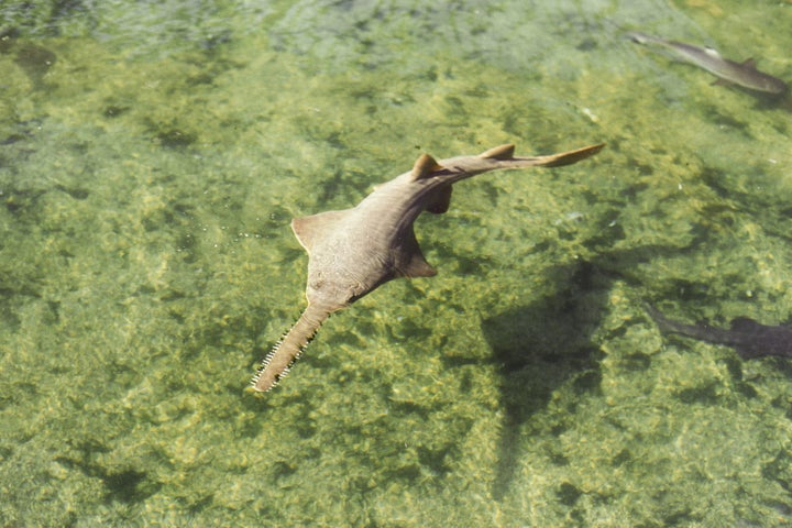 Smalltooth sawfish are endangered creatures. If accidentally caught, they must be promptly released unharmed, wildlife officials say.