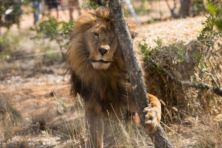 One of the 33 lions enjoys his new enclosure at the Emoya 'Big Cat Sanctuary' on May 1, 2016 in Vaalwater, South Africa.