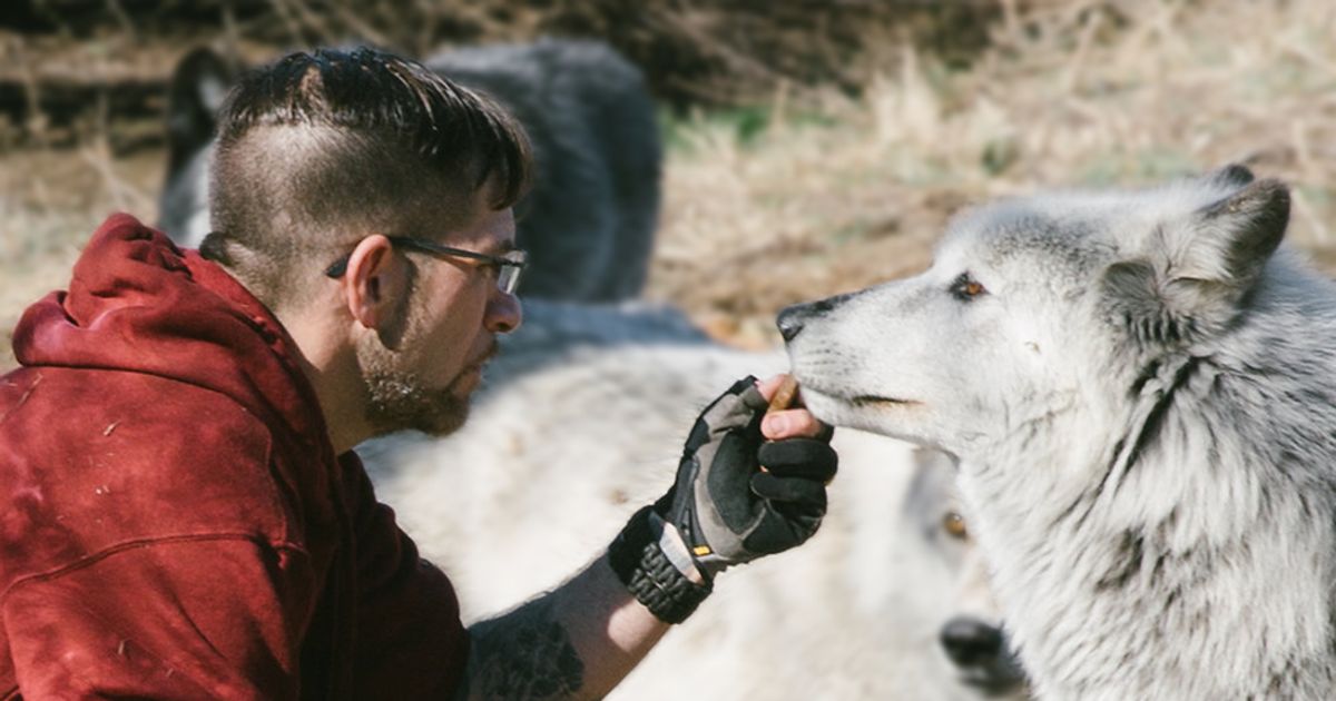 What Exactly Is A Wolf Sanctuary And Why You Need To Care | HuffPost ...