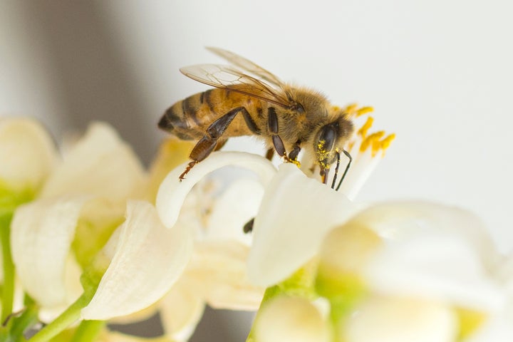 A bee gathers honey from an orange blossom,