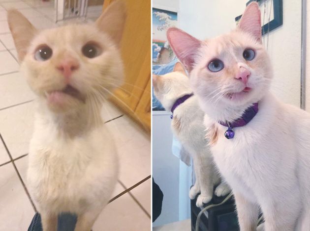 Stray Cat Gets Miracle Surgery To Transform Broken Jaw Into Wonderful Smile