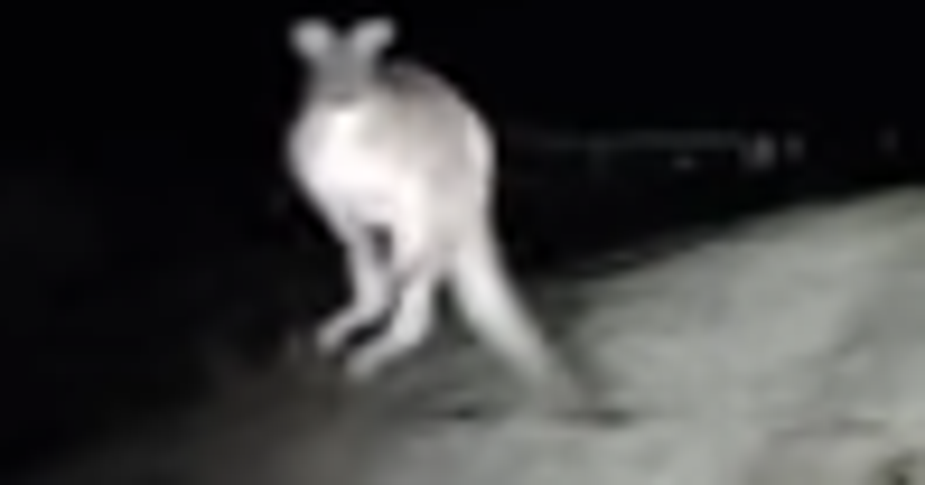 Watch Kangaroo Crack Car Windshield In Terrifying FeetFirst Leap