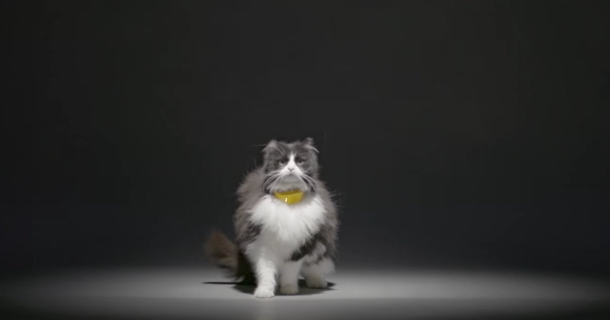 'Catterbox' Cat Collar Translates Your Pet's Meows Into Human Words