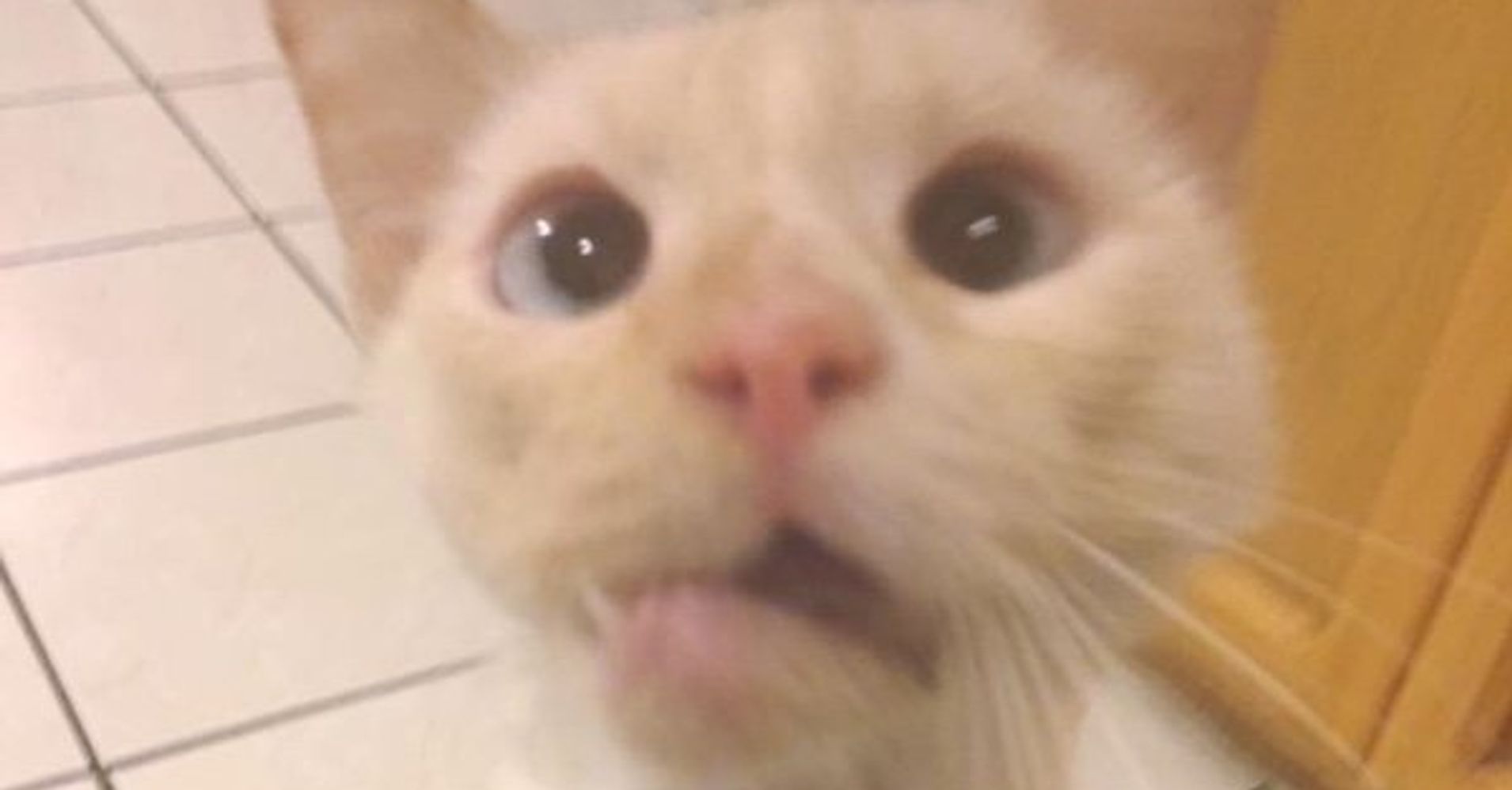 Cat With Crooked Jaw Has Cutest Quirky Smile Thanks To Surgery, TLC ...