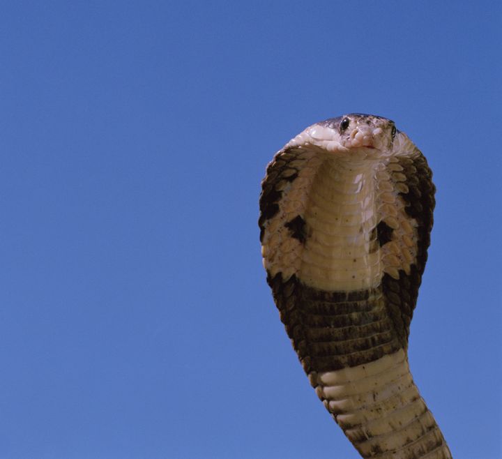 A North Carolina man is said to be in critical condition after he was bitten by his pet king cobra, similar to the one seen here.