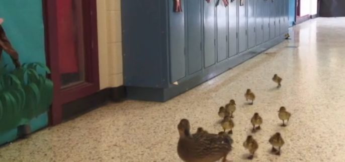 Vanessa and her ducklings this year, on their way to the pond.