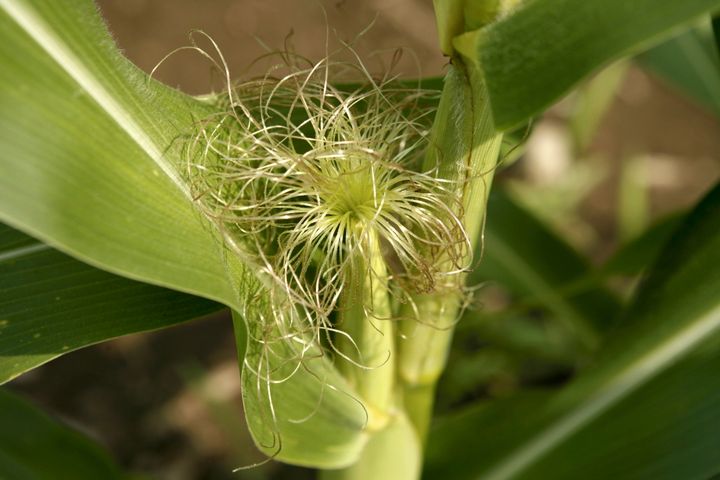 Pick baby corn 1 to 3 days after seeing the silks (pictured above) emerge.